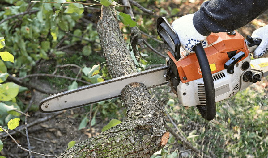 TREE REMOVAL